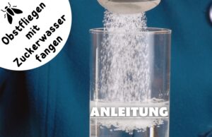 Zuckerwasser als Fruchtfliegenfalle