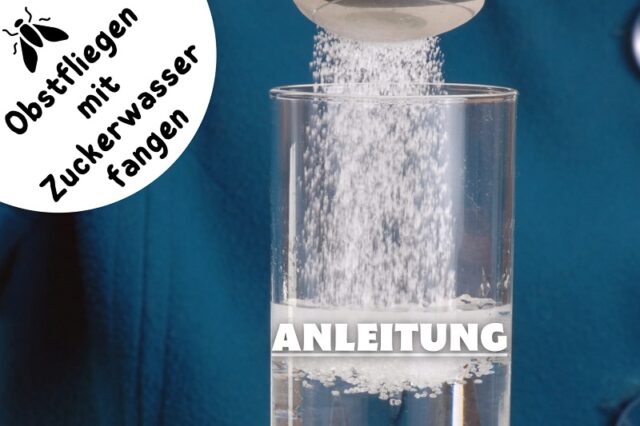 Zuckerwasser als Fruchtfliegenfalle