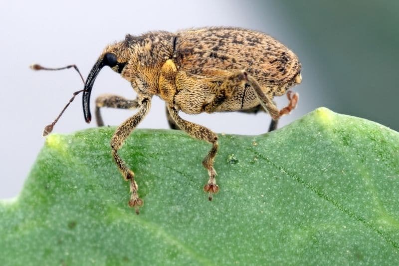 Gefleckter Kohltriebrüssler (Ceutorhynchus pallidactylus) an Kohlblatt