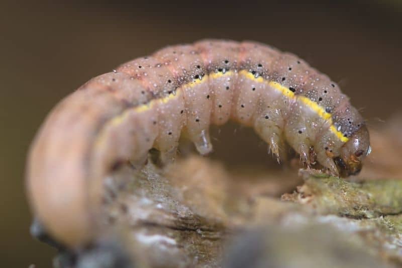 Gemüseule (Lacanobia oleracea), Raupe