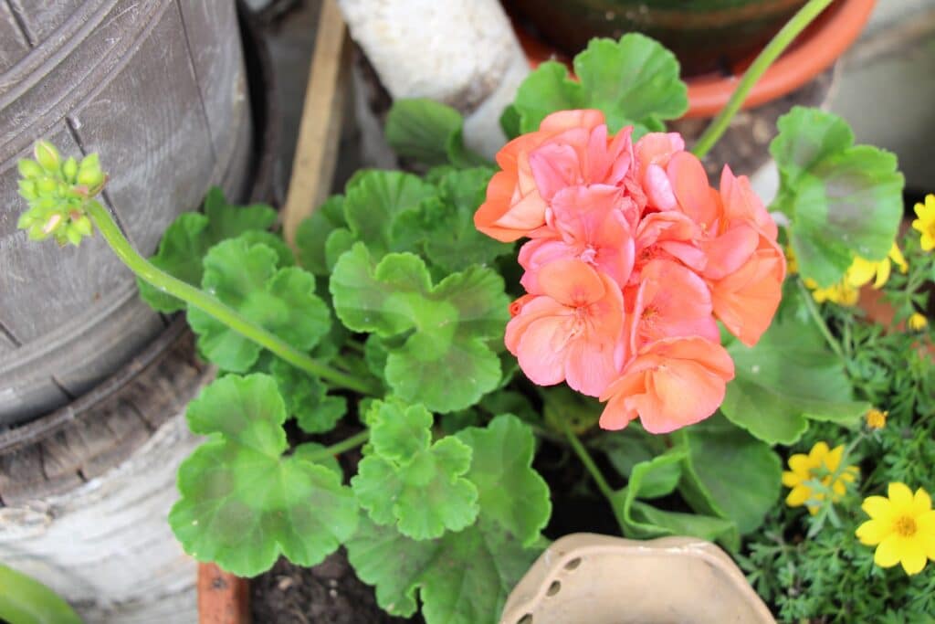 Geranie (Pelargonie)