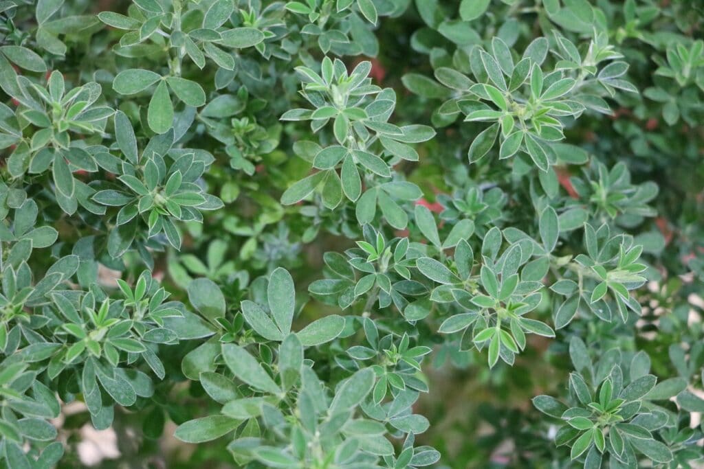 Ginster (Cytisus racemosus)