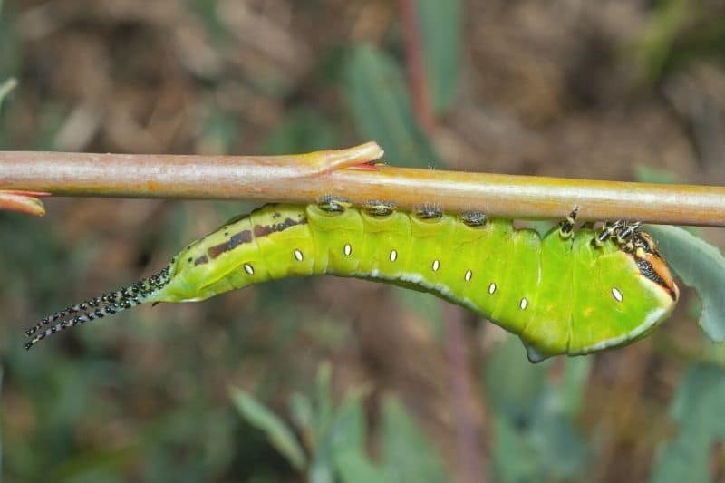 Großer Gabelschwanz (Cerura vinula)