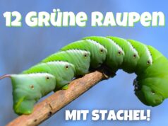 Grüne Raupe mit Stachel