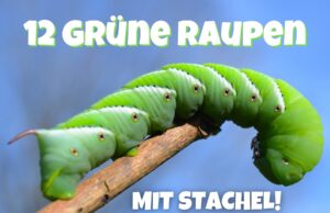 Grüne Raupe mit Stachel