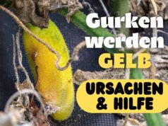 Gurken werden gelb