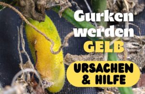 Gurken werden gelb