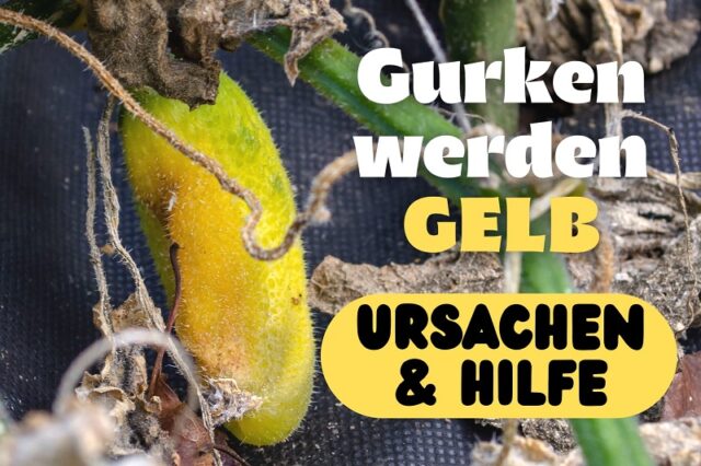 Gurken werden gelb