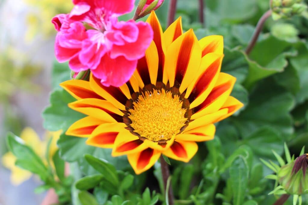 Halbstrauch-Gazanie (Gazania rigens)