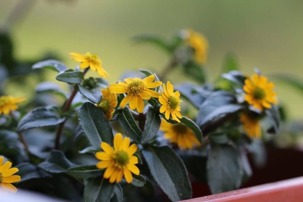 Husarenknopf (Sanvitalia procumbens)