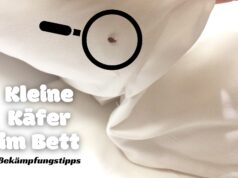 Kleiner Käfer im Bett