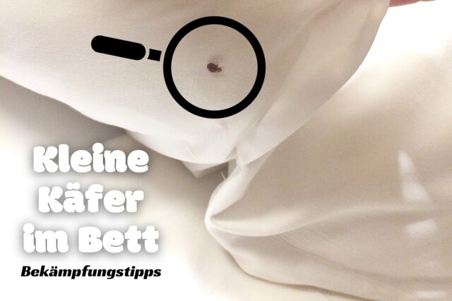 Kleiner Käfer im Bett