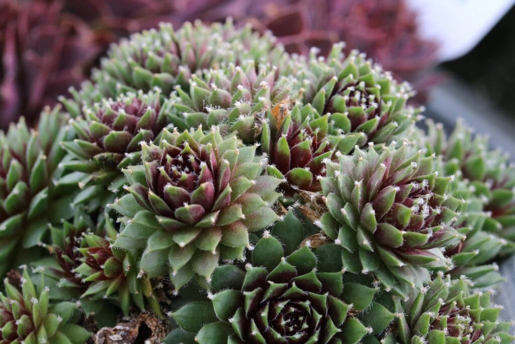 Rotspitz-Steinrose (Sempervivum calcareum) 'Mrs Giuseppi'