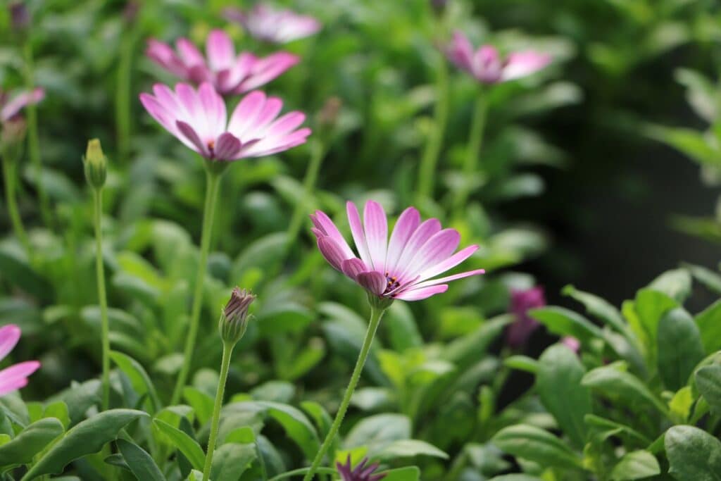 Kapkörbchen (Osteospermum)