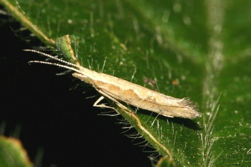 Kohlmotte (Plutella xylostella)