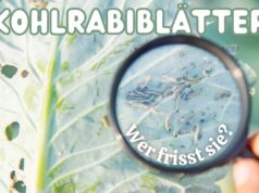 Kohlrabiblätter angefressen