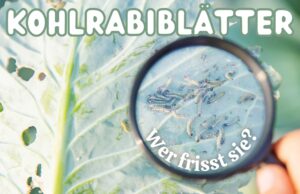 Kohlrabiblätter angefressen