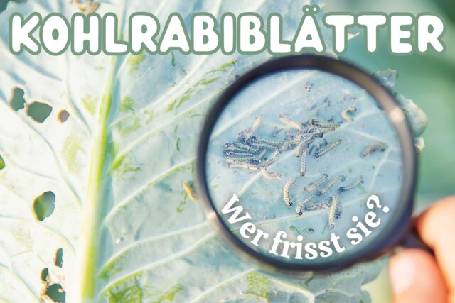 Kohlrabiblätter angefressen