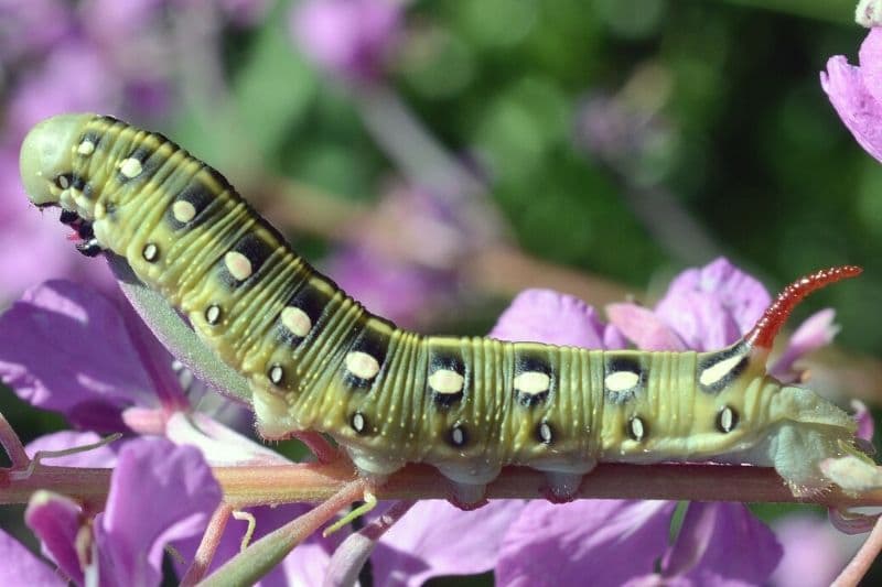 Grüne Raupe mit Stachel - Labkrautschwärmer (Hyles gallii)