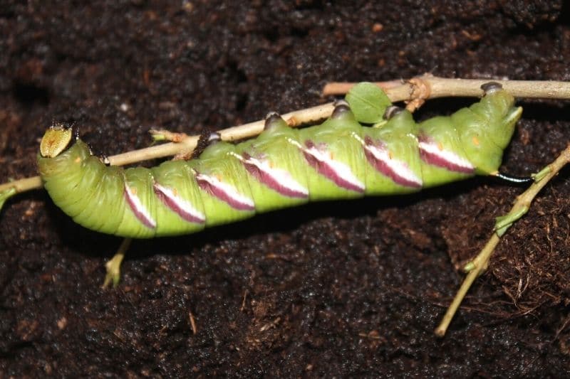 Ligusterschwärmer (Sphinx ligustri)