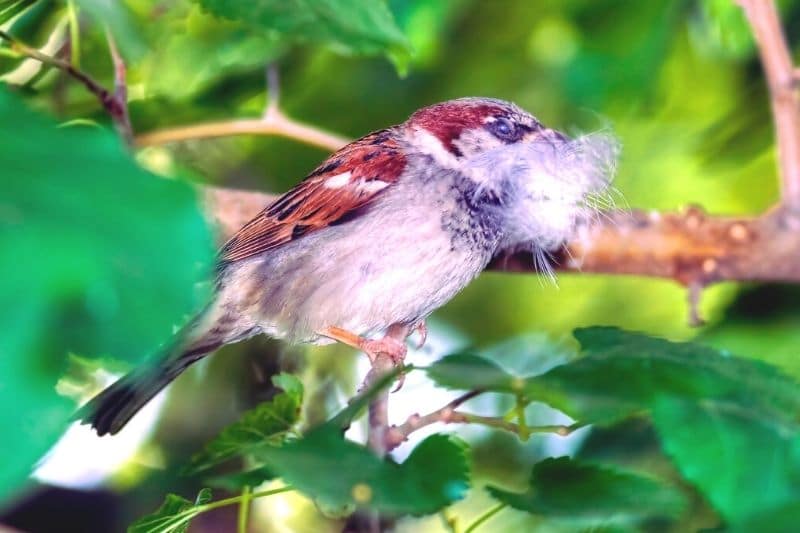 Spatz beim Nestbau