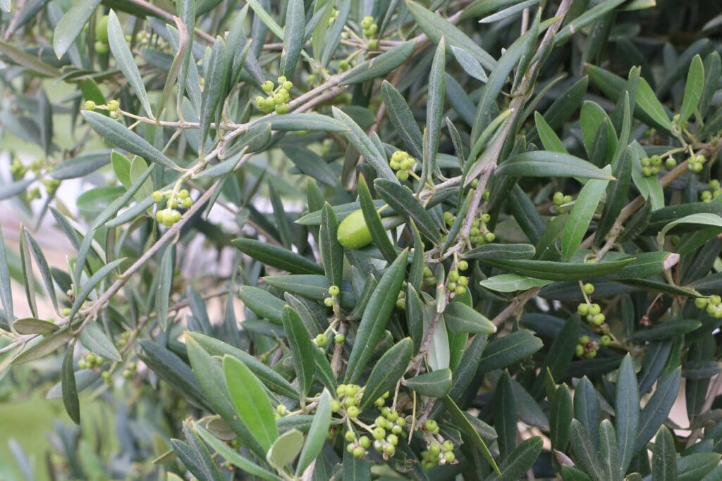 Olivenbaum (Olea europaea)