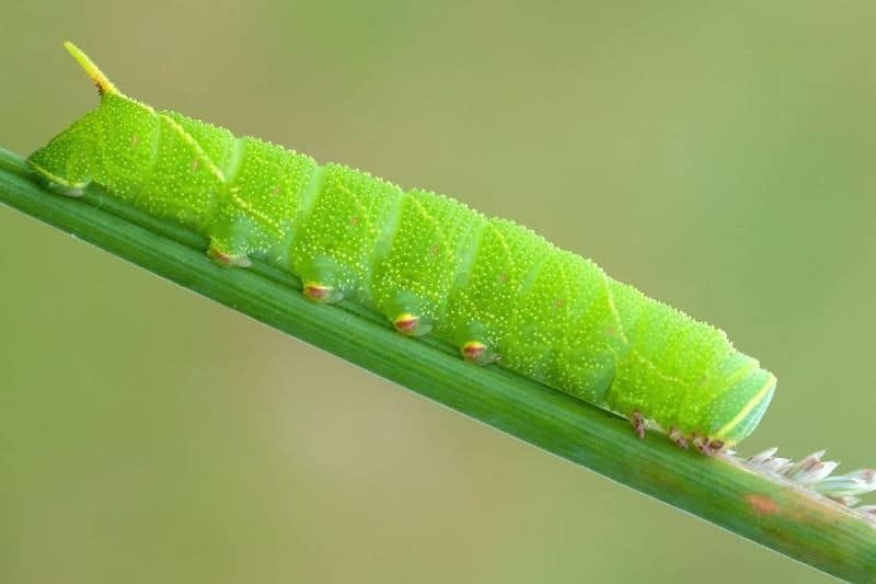 Pappelschwärmer (Laothoe populi)