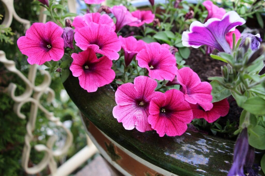 Petunie (Petunia)