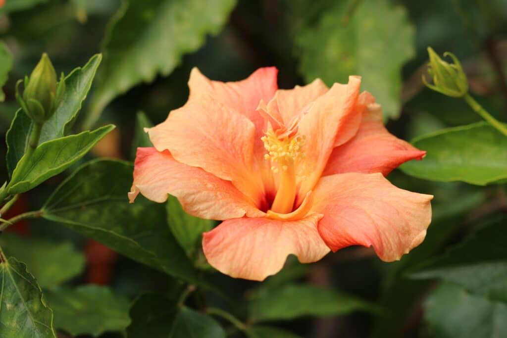 Roseneibisch (Hibiscus rosa-sinensis) 'Apricot'