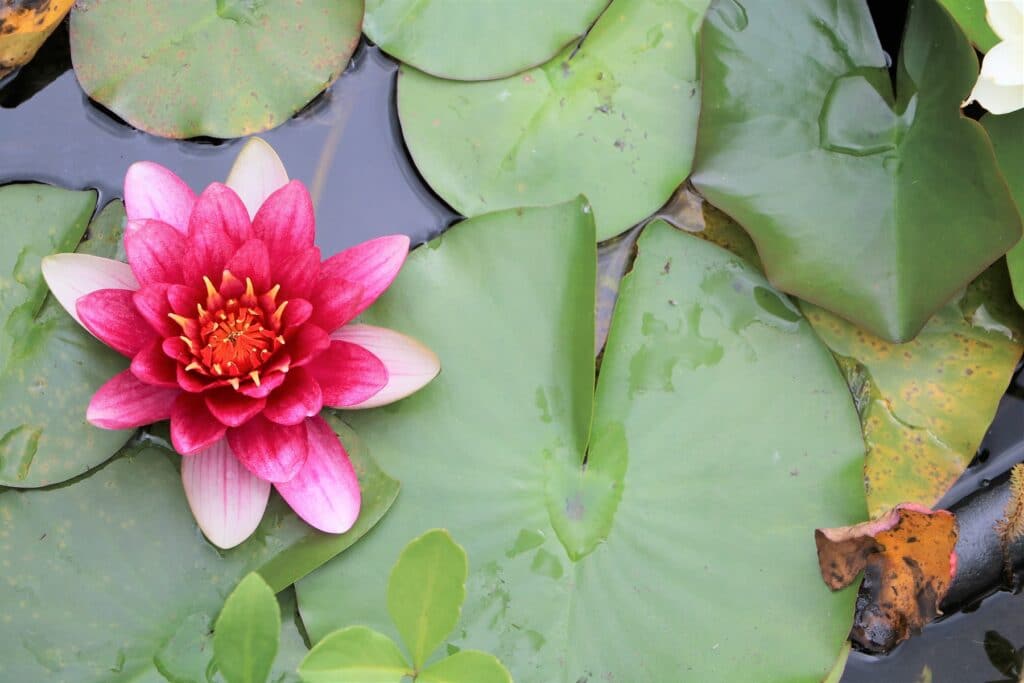 Seerose (Nymphaea) im Gartenteich