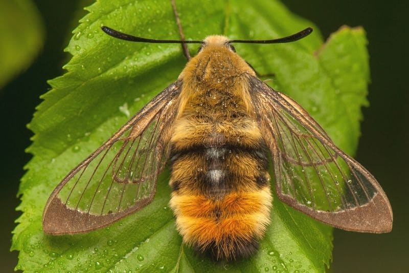 Skabiosenschwärmer (Hemaris tityus), adultes Exemplar