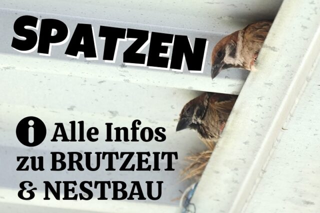 Spatzenpaar brütet unter dem Dach