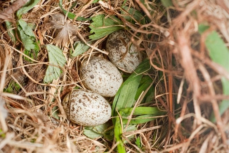 Spatzeneier mit Nest