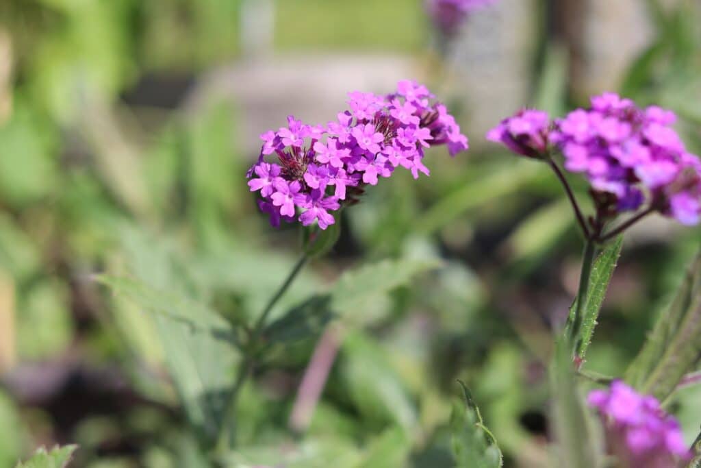 Steifes Eisenkraut (Verbena rigida)