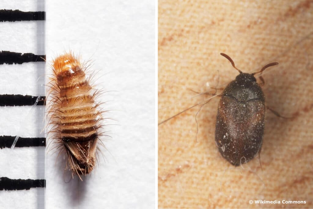 Larve des Teppichkäfers (Anthrescus scrophulariae) und Brauner Pelzkäfer (Attagenus smirnovi)