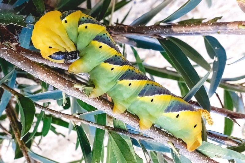 Totenkopfschwärmer (Acherontia atropos)