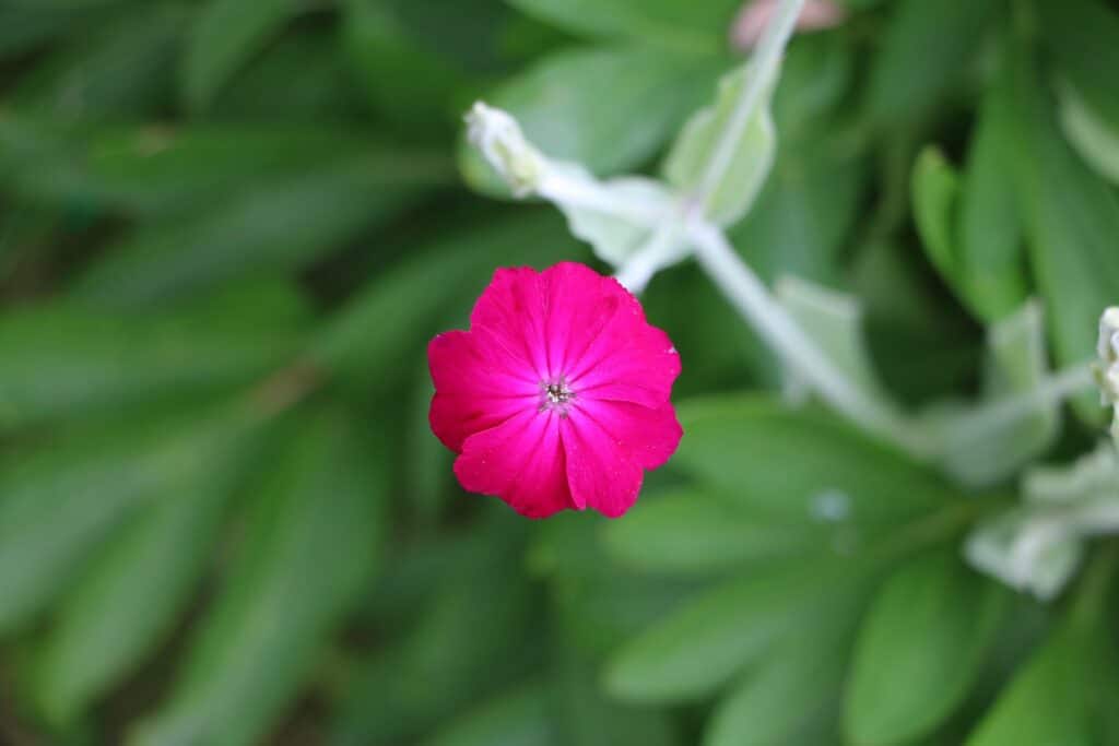 Vexiernelke (Lychnis coronaria)