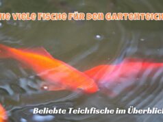 Goldfische im Gartenteich