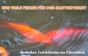 Goldfische im Gartenteich