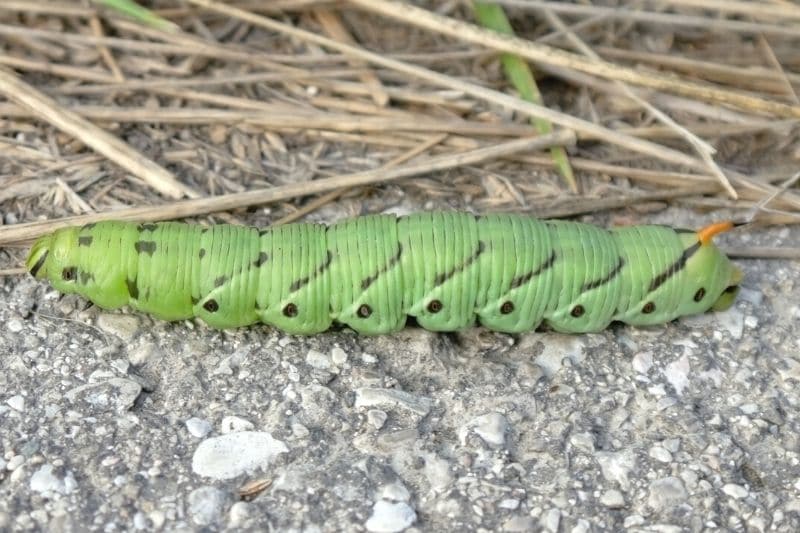 Windenschwärmer (Agrius convolvuli)