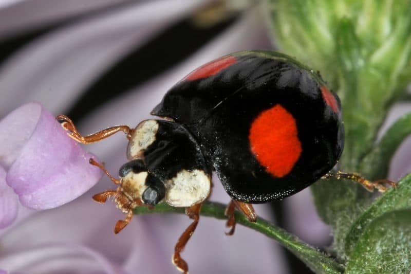 Asiatischer Marienkäfer (Harmonia axyridis)