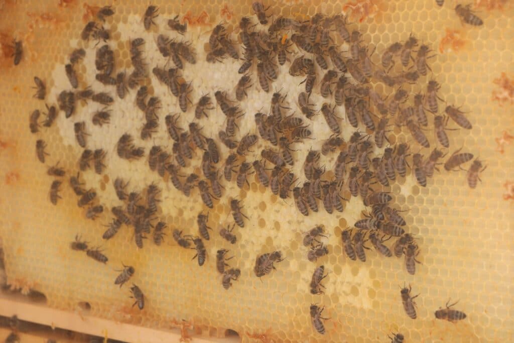 Bienenwachs in Bienenstock