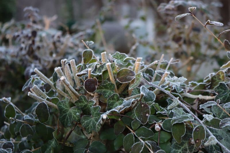 Frisch geschnittener Buchsbaum mit Frost