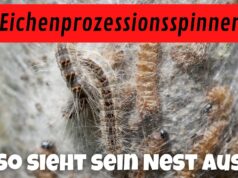 Nest des Eichenprozessionsspinners erkennen