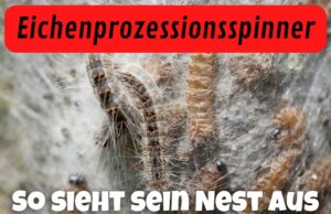 Nest des Eichenprozessionsspinners erkennen