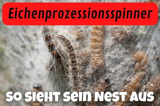 Nest des Eichenprozessionsspinners erkennen