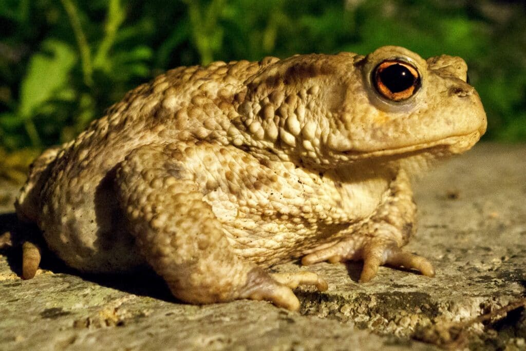 Erdkröte (Bufo bufo)