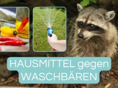 Hausmittel gegen Waschbären