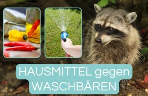 Hausmittel gegen Waschbären