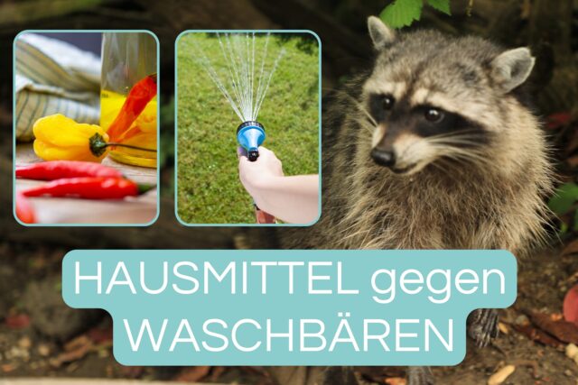 Hausmittel gegen Waschbären